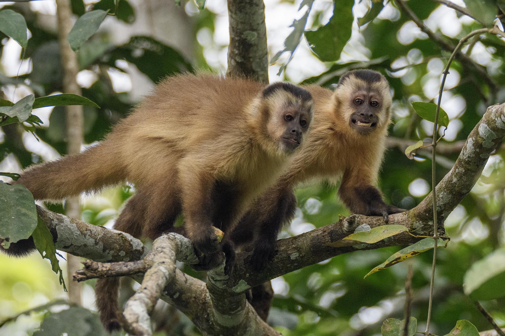 Brown Capuchin Monkeys in Brazil.