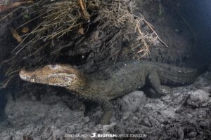 Cuvier's Dwarf Caiman underwater on our Anaconda Diving Expedition.