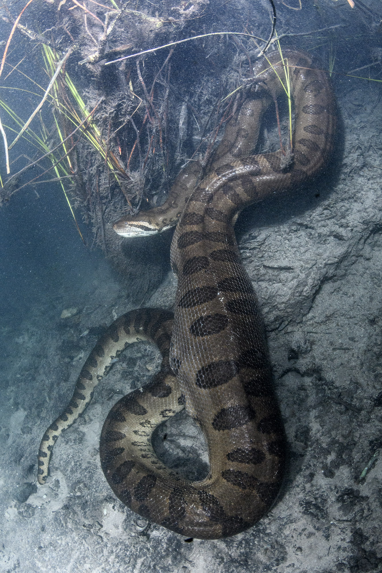 Giant Anaconda in the Rio Formoso in Brazil.