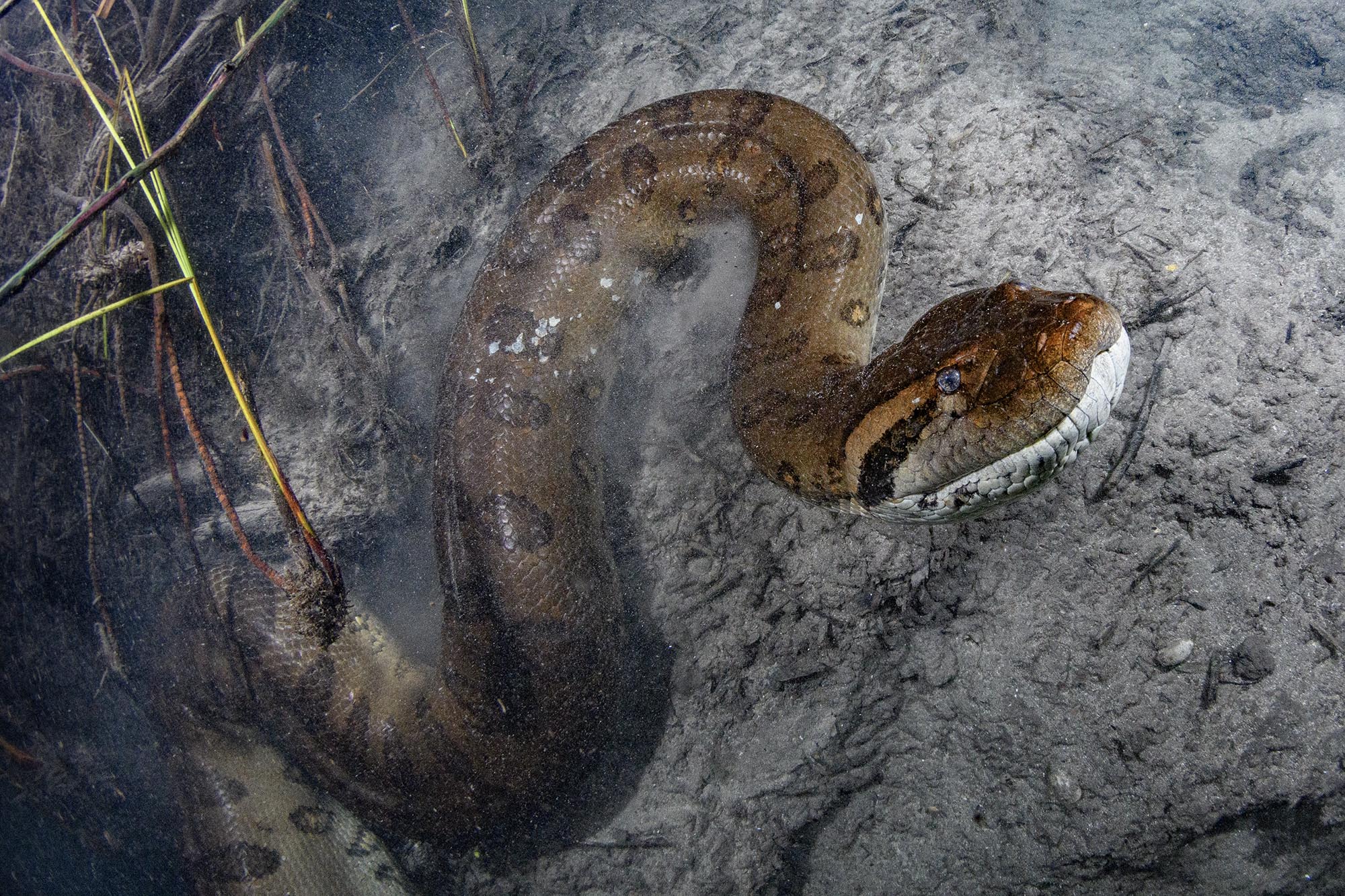 Diving with Anacondas in Brazil.