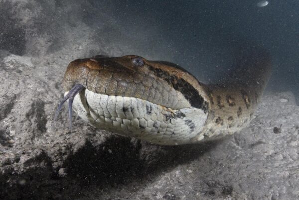 Diving with Anacondas in the Rio Formoso.