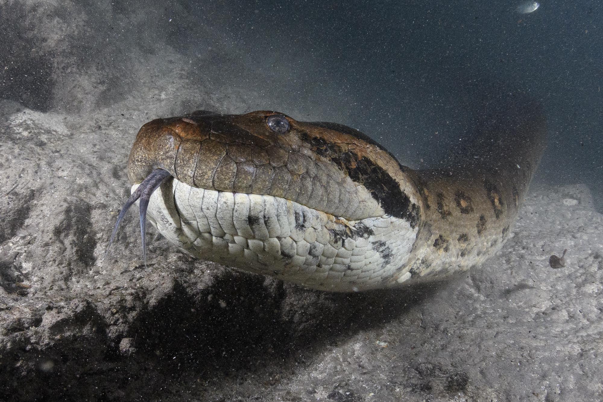 Diving with Anacondas in the Rio Formoso.