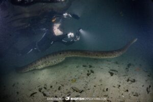 Diving with a giant anaconda with Big Fish Expeditions in Brazil.