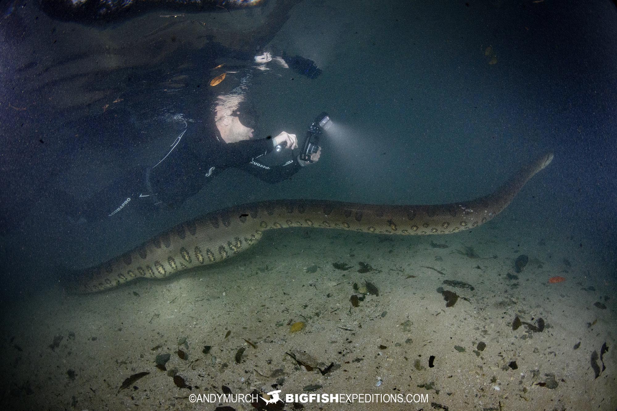 Diving with a giant anaconda with Big Fish Expeditions in Brazil.