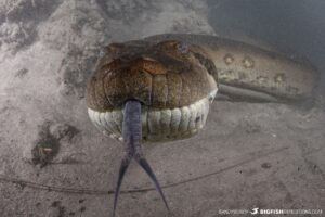 Anaconda close up underwater.