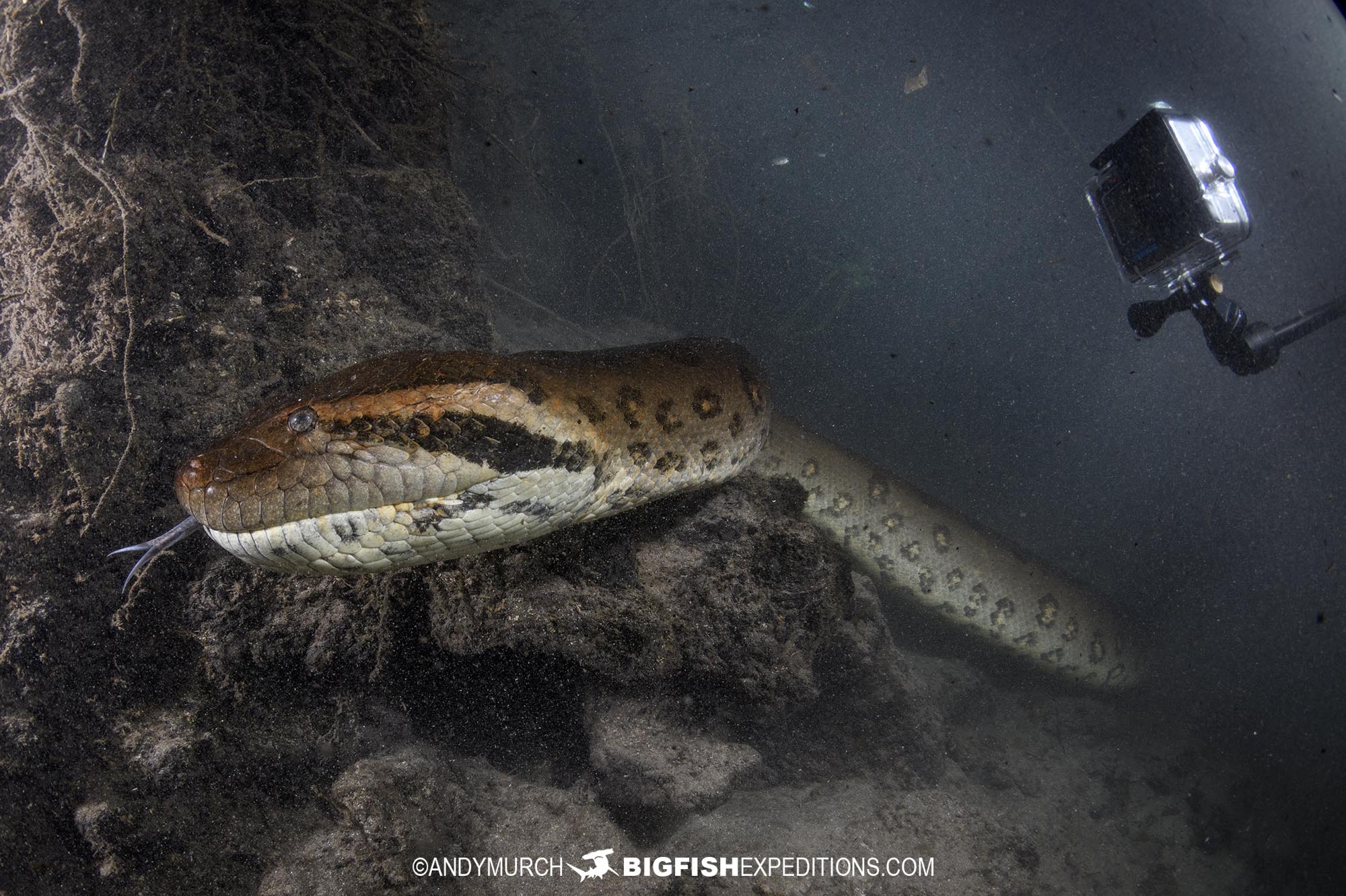 Video of a Giant Anaconda in Brazil.