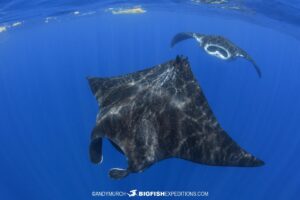Snorkeling with Manta Rays near Cancun.