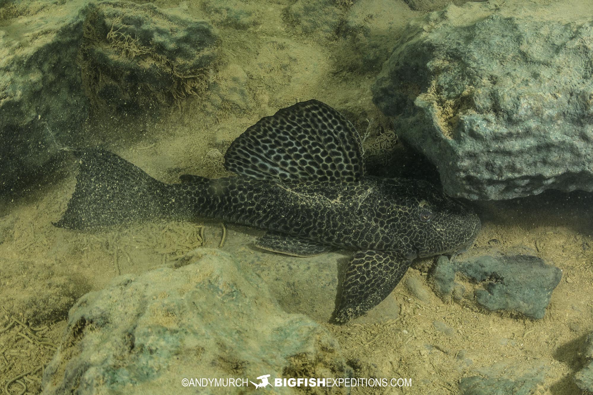 Fish in the rio formoso.