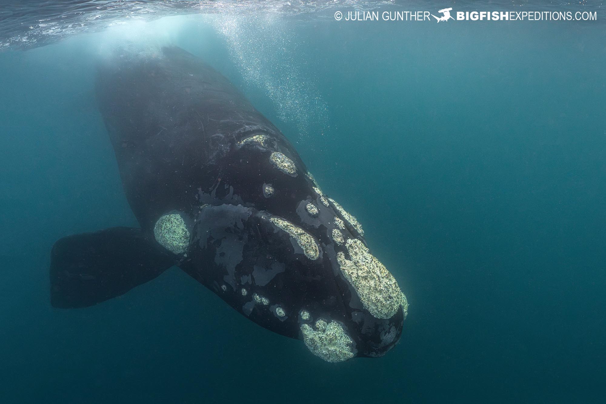 Snorkeling with a southern right whale calf in Patagonia.