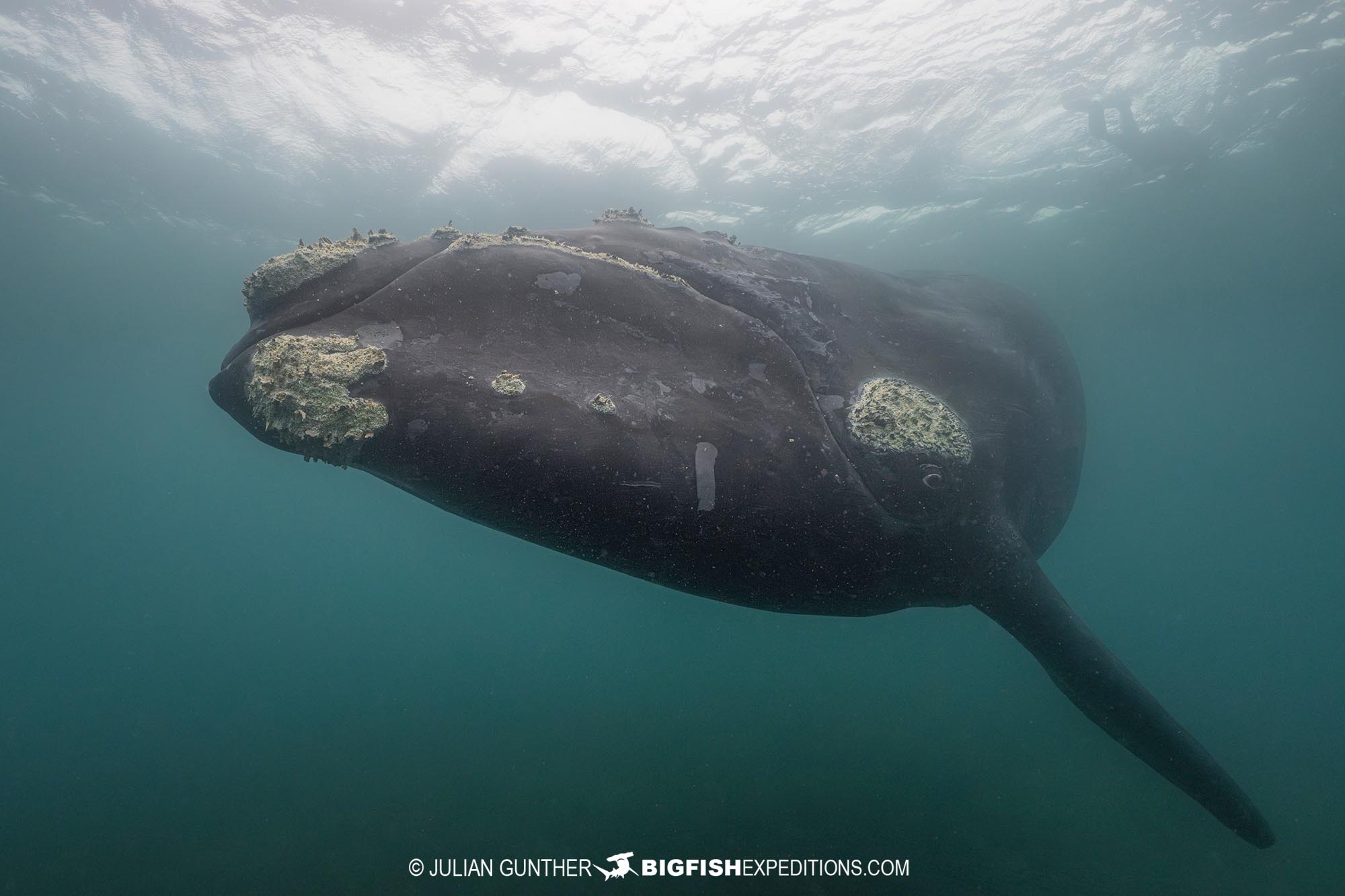 Southern Right Whale snorkelling in Patagonia.