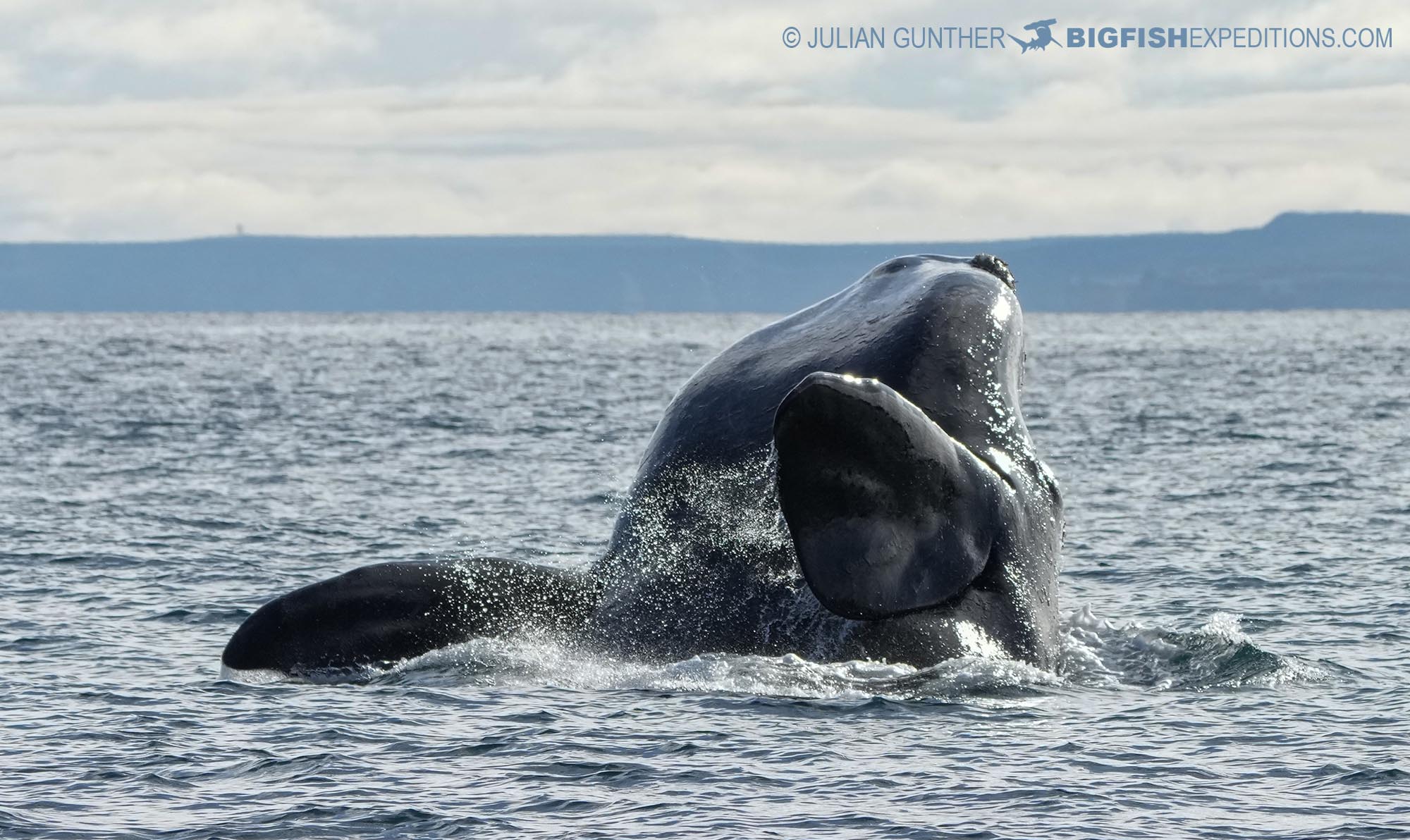 Breaching Southern Right Whale.