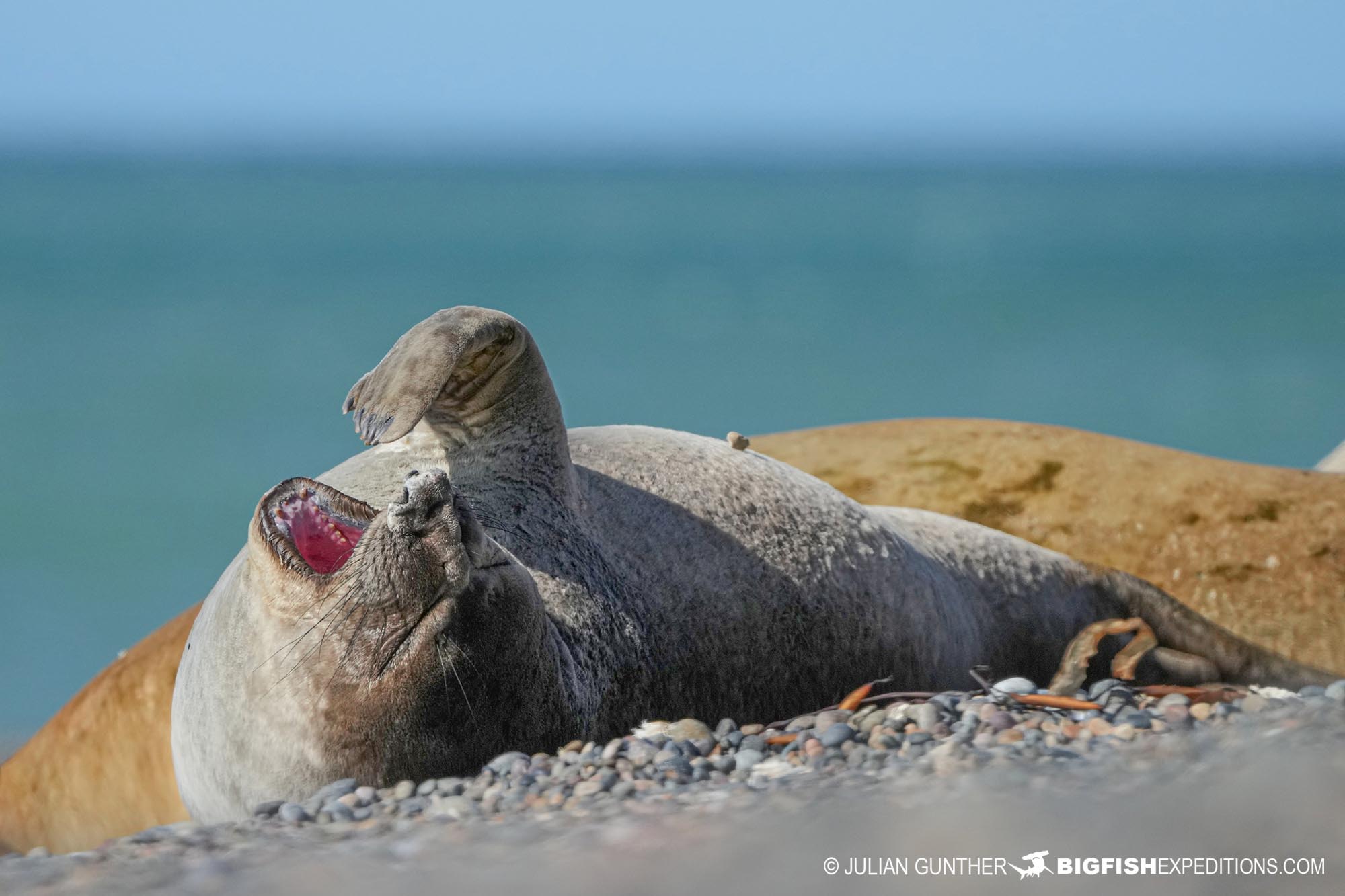 Southern Elephant Seal in Patagonia.