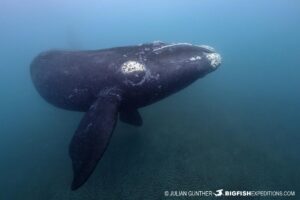 Snorkeling with southern right whales in Patagonia.