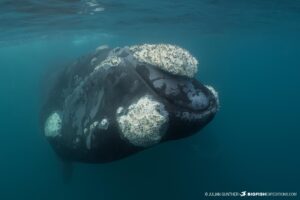 Snorkeling with southern right whales in Patagonia.