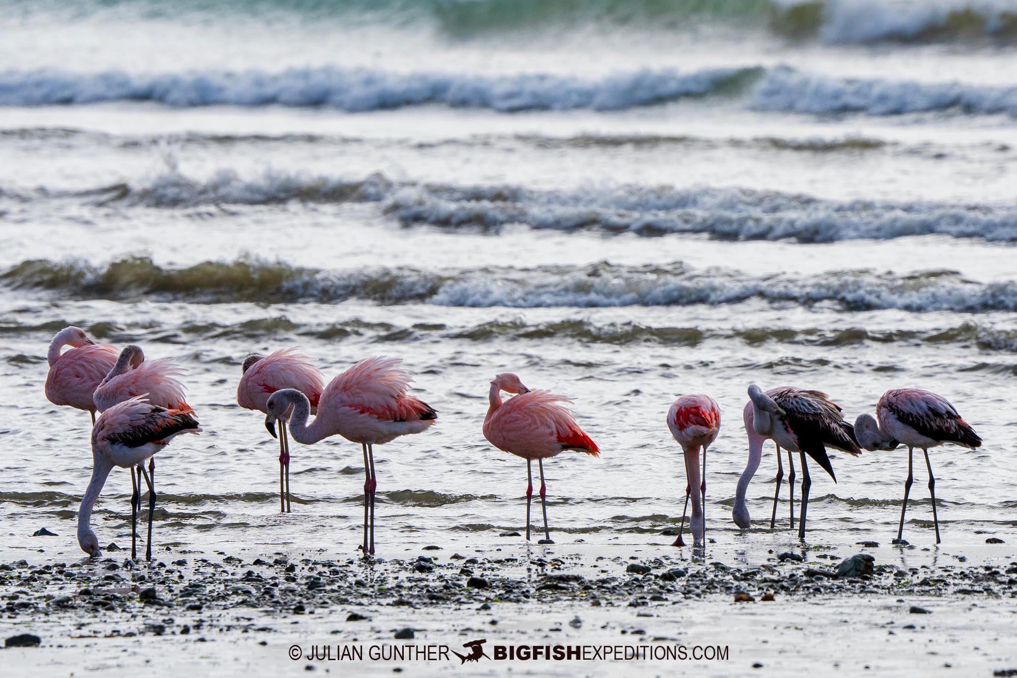 Photographing flamingos in Patagonia.