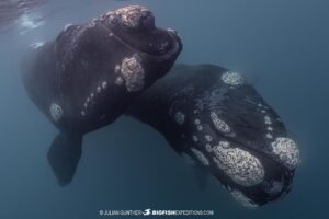 Snorkeling with Southern Right Whales in Argentina.