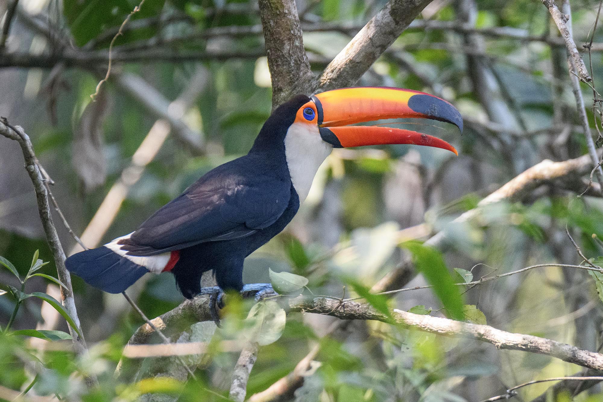 Toucan on the Rio Formoso on our Anaconda Trip.