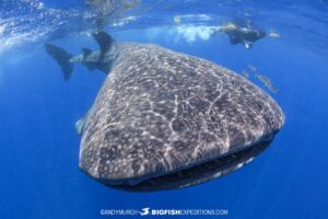 Snorkeling with Whale Sharks near Cancun.