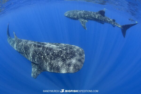 Snorkeling with Whale Sharks near Cancun.