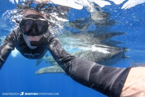 Whale Shark Selfie snorkeling in Mexico.