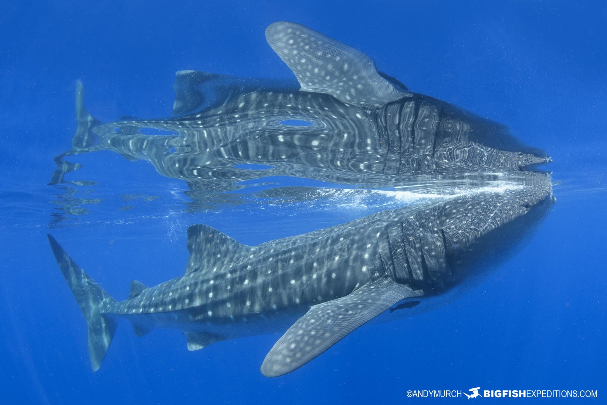 Snorkeling with Whale Sharks in Mexico.