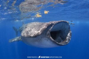 Snorkeling with Whale Sharks in Mexico.