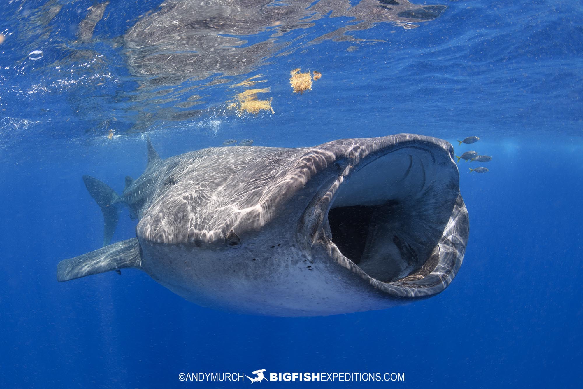 Snorkeling with Whale Sharks in Mexico.