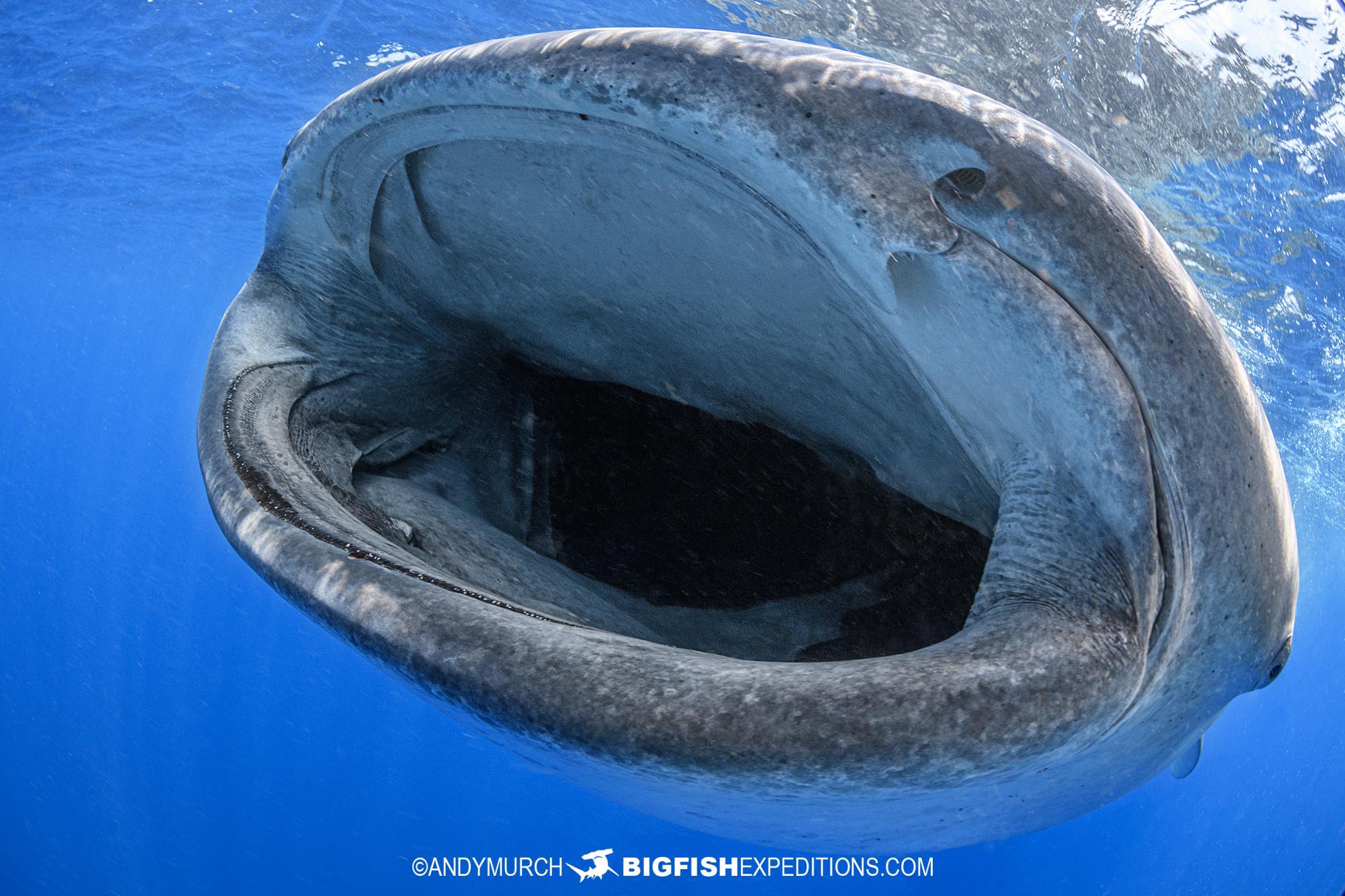 Snorkeling with Whale Sharks in Mexico.