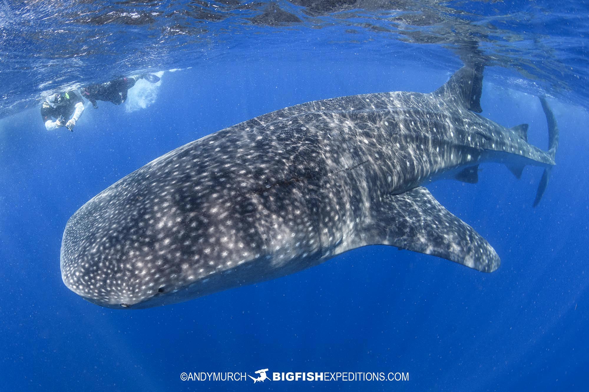 Swimming with Whale Sharks near Cancun, Mexico.