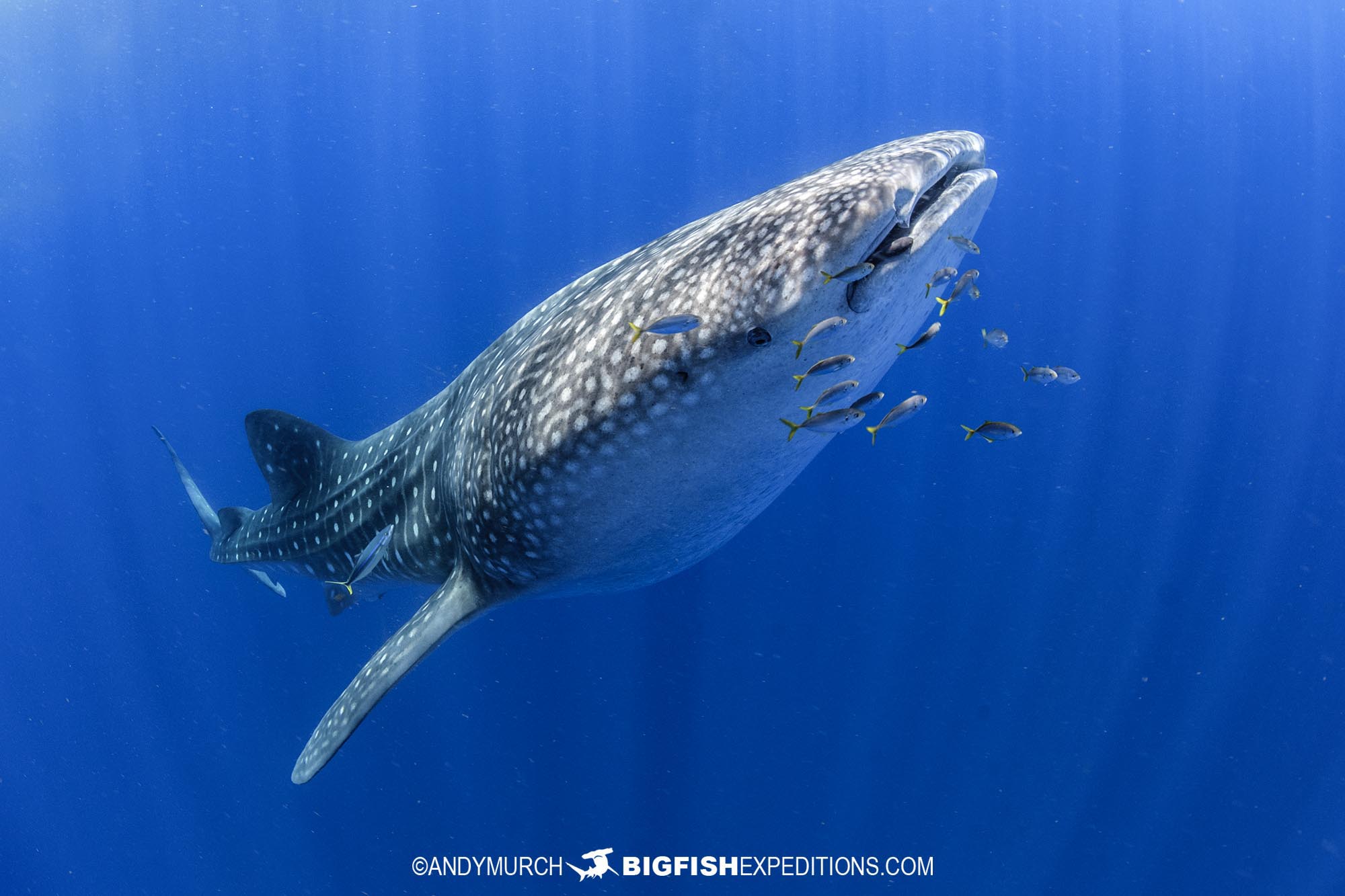 Swimming with Whale Sharks near Cancun, Mexico.