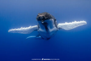 Humpback whale encounter in Rurutu, French Polynesia.