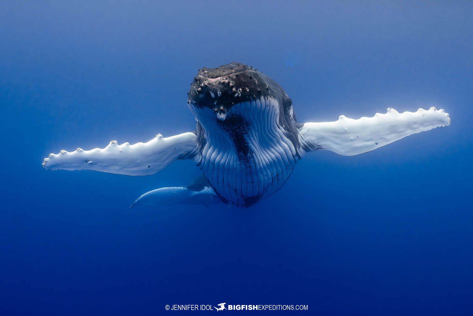 Humpback whale encounter in Rurutu, French Polynesia.