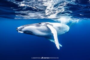 Swimming with humpback whales in Rurutu.