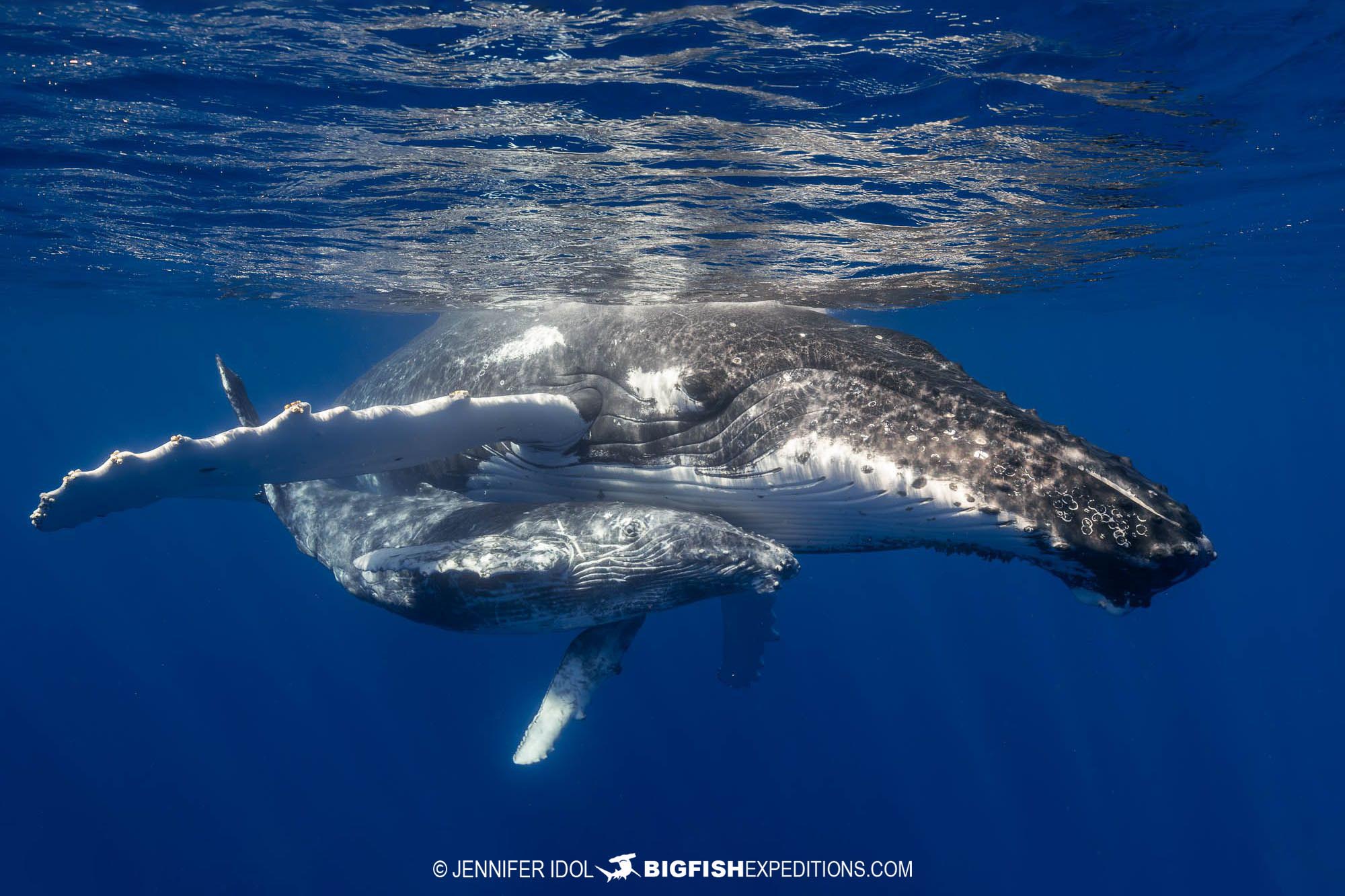 Snorkeling with humpback whales in Rurutu.