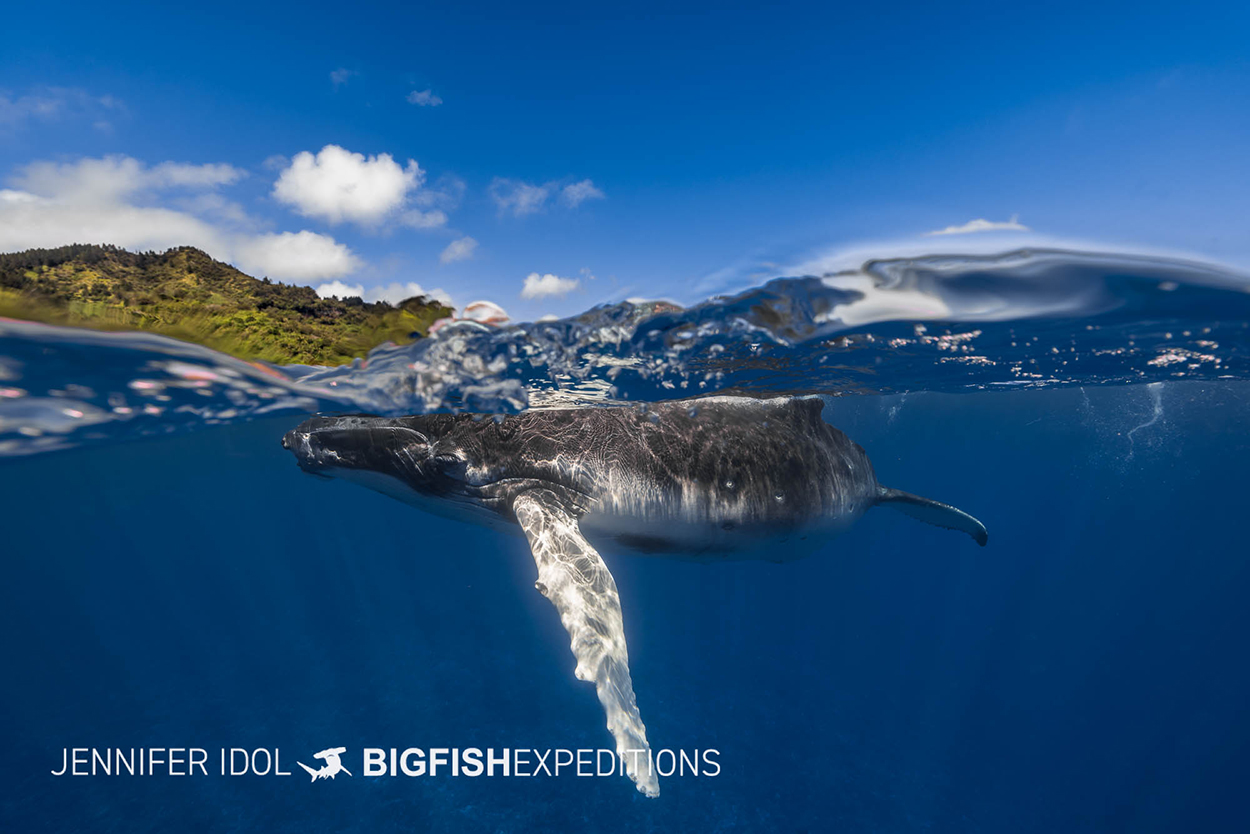 Diving with humpback whales.