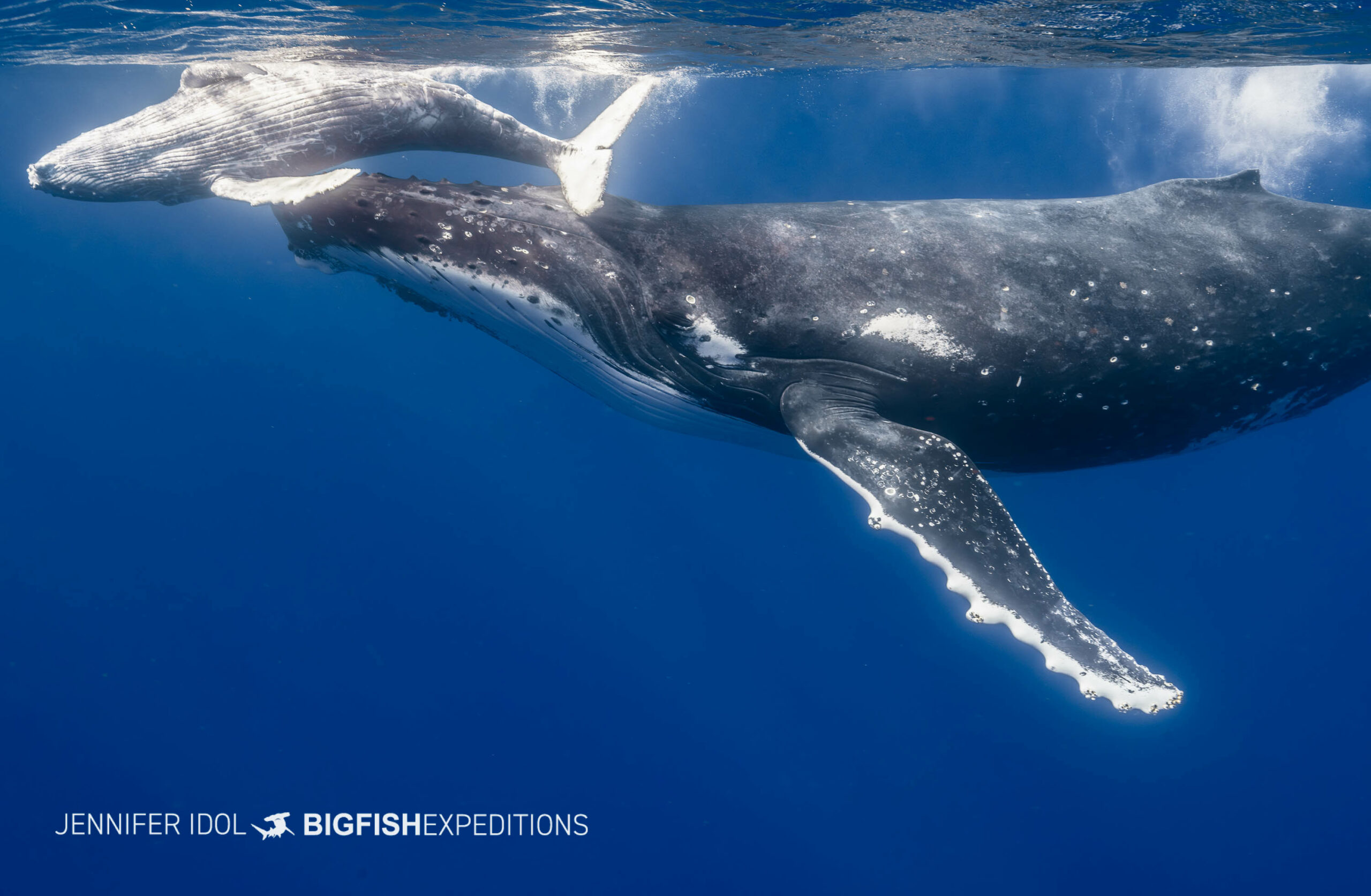 Humpback Whale Snorkeling tour in Rurutu, French Polynesia.