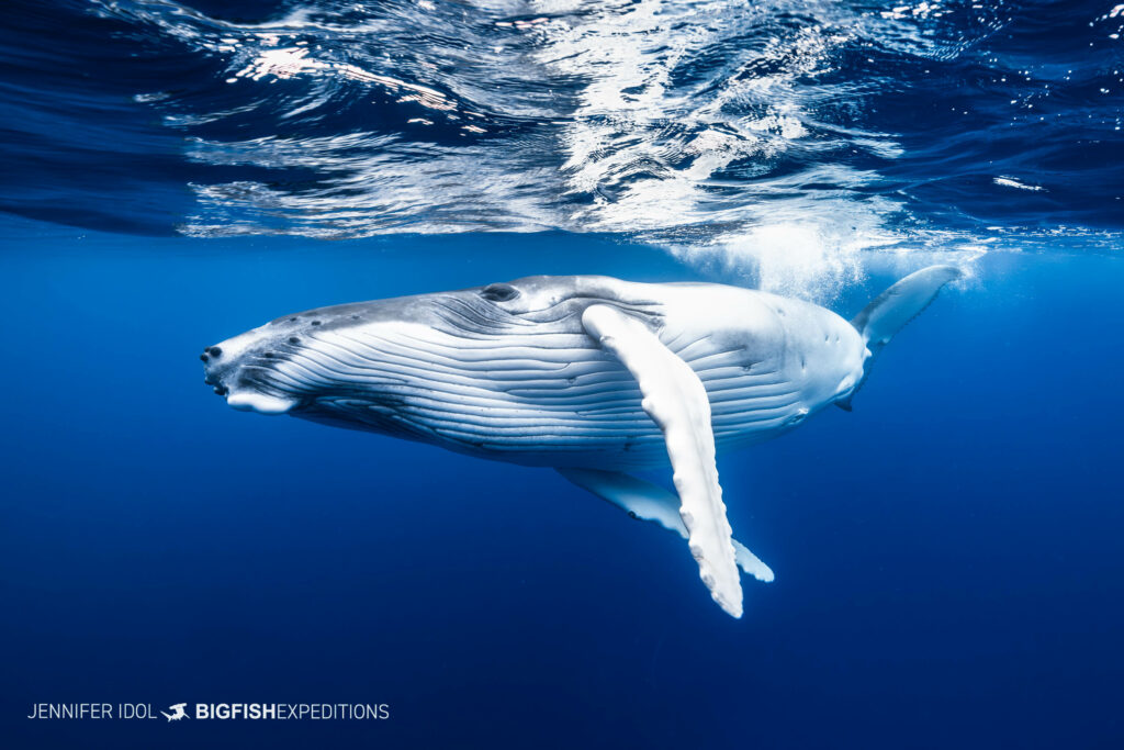 Humpback Whale Snorkeling tour in Rurutu, French Polynesia.