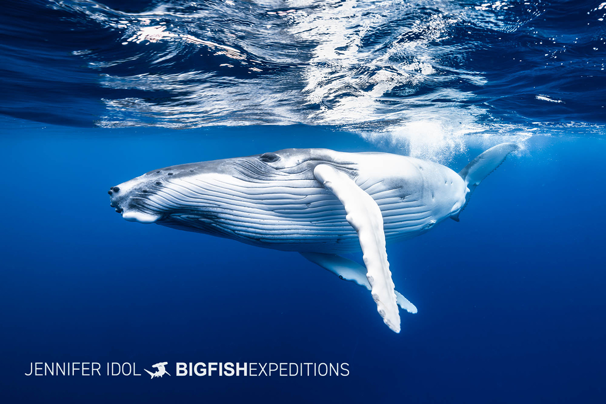 Humpback Whale snorkeling in Rurutu, French Polynesia.