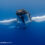 Humpback Whale Snorkeling 2023