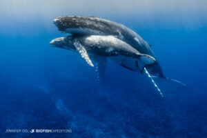 Snorkeling with Humpback Whales in Rurutu, French Polynesia.