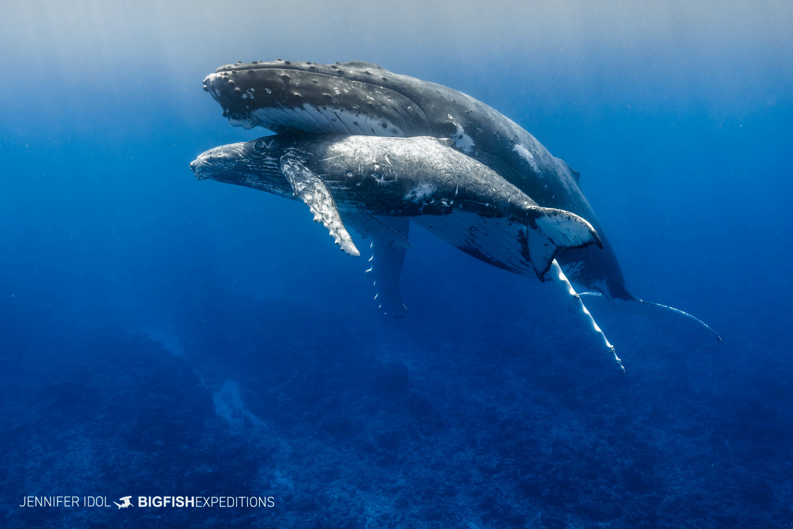 Snorkeling with Humpback Whales in Rurutu, French Polynesia.