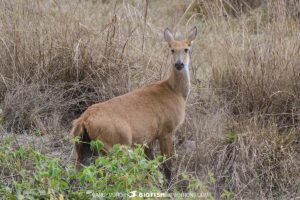 Marsh Deer in the Savannah in the Pantanal.