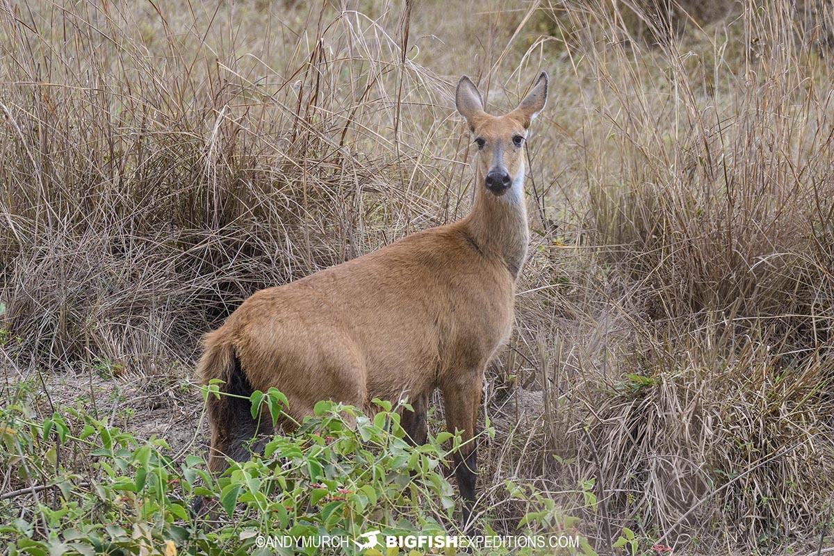 Marsh Deer in the Savannah in the Pantanal.