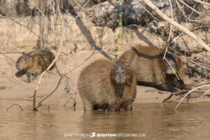 Capybaras in the Pantanal Nataional Park.
