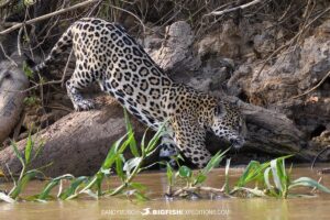 Bare faced Ibises. Jaguar swimming in the Brazilian Pantanal.