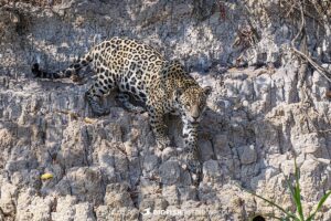 Jaguar on the river bank in the Pantanal.