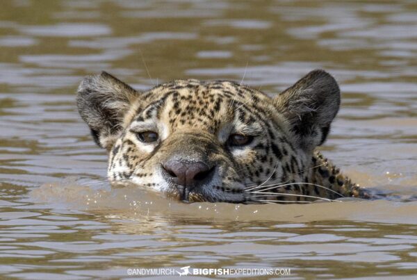 Jaguar swimming in the river in the Pantanal during our wildlife photography safari.