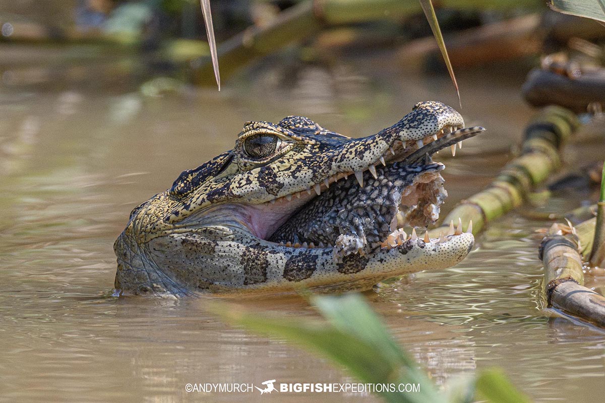 Yacare Caiman eating a fish in the Pantanal.