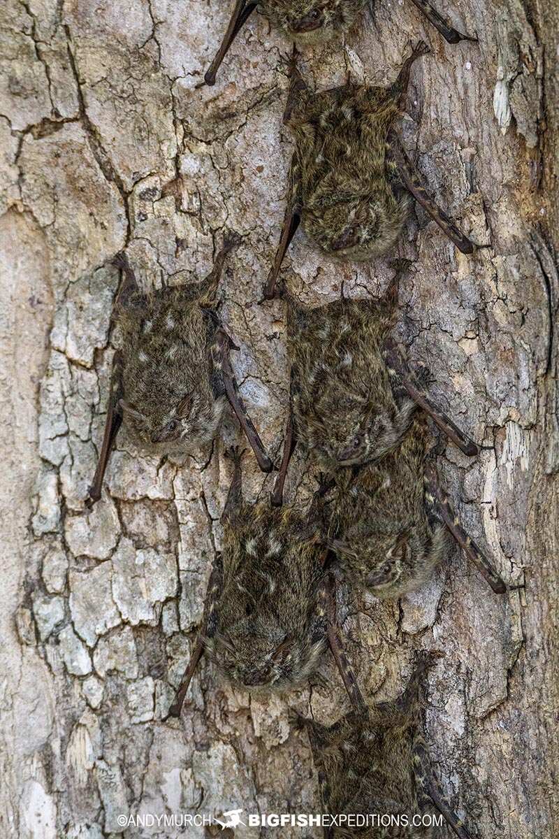 Proboscis bats on our jaguar photography trip in the Pantanal.