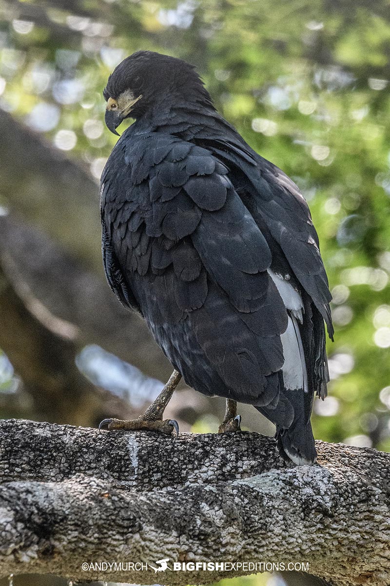 Great Black Hawk.